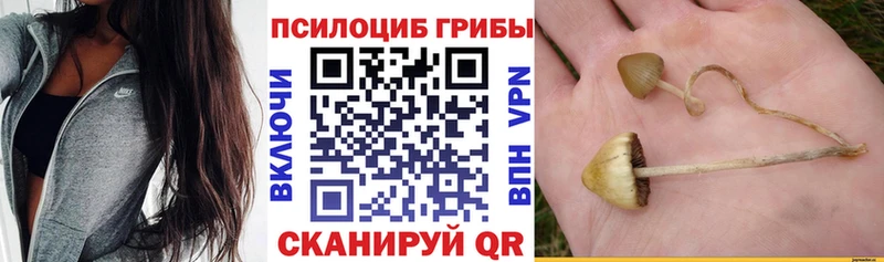 Псилоцибиновые грибы мицелий  Тихвин 